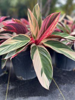 Stromanthe 3 Gallon Pickup Or Delivery