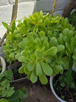 Succulent
