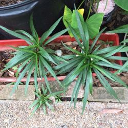 Plants, cuttings and more plants