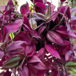 Trailing Plant | Tradescantia zebrina