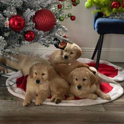 Bonito Regalo De Navidad 