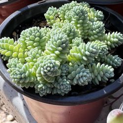 Cactus And Succulents 4”pot