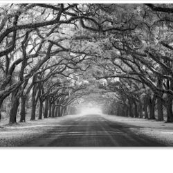 Wormsloe Inf Light Photographic Print