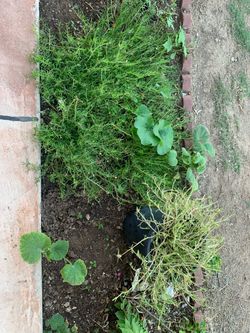 Moss Rose Amor De Un Rato Plants