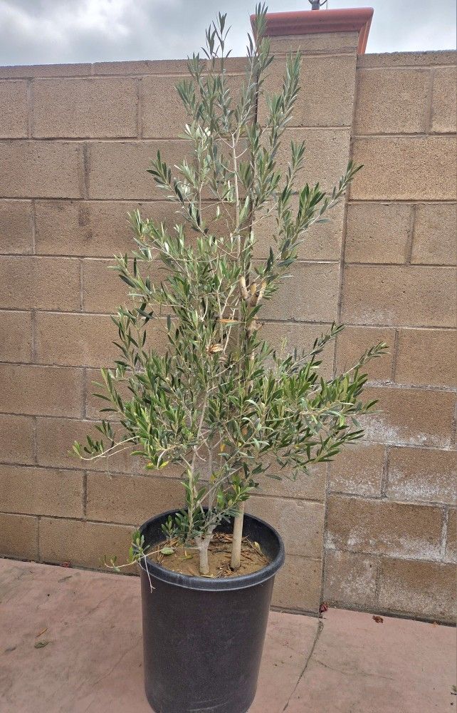 7 Feet Olive Plant