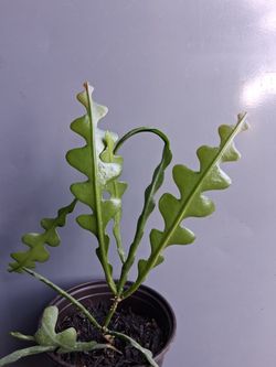 Fishbone Cactus 