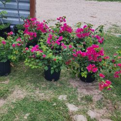 Bugamblias Plantas 3gallones Bushes 