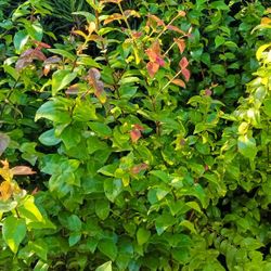 Cherry Hedge Plants 🌿 3gl $6