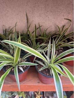 Small Spider Plants 2 x $5