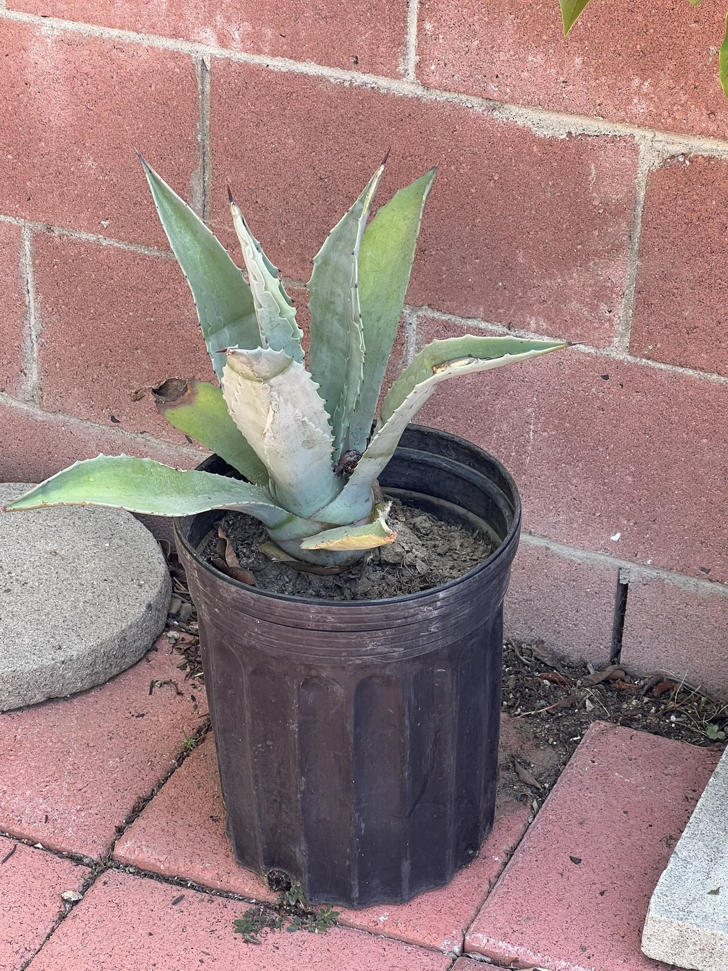 POTTED AGAVE PLANT