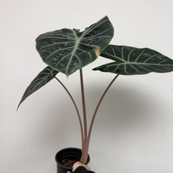 Alocasia pink dragon