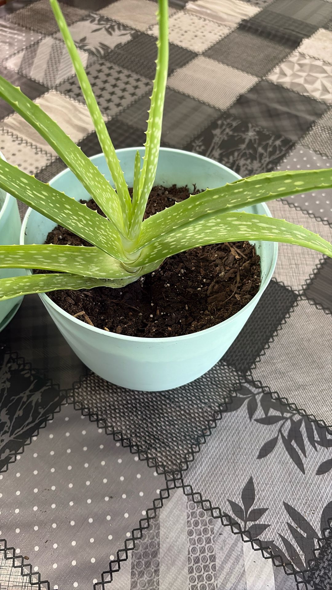 Aloe Vera’s Plant With Free Baby Aloe Vera’s