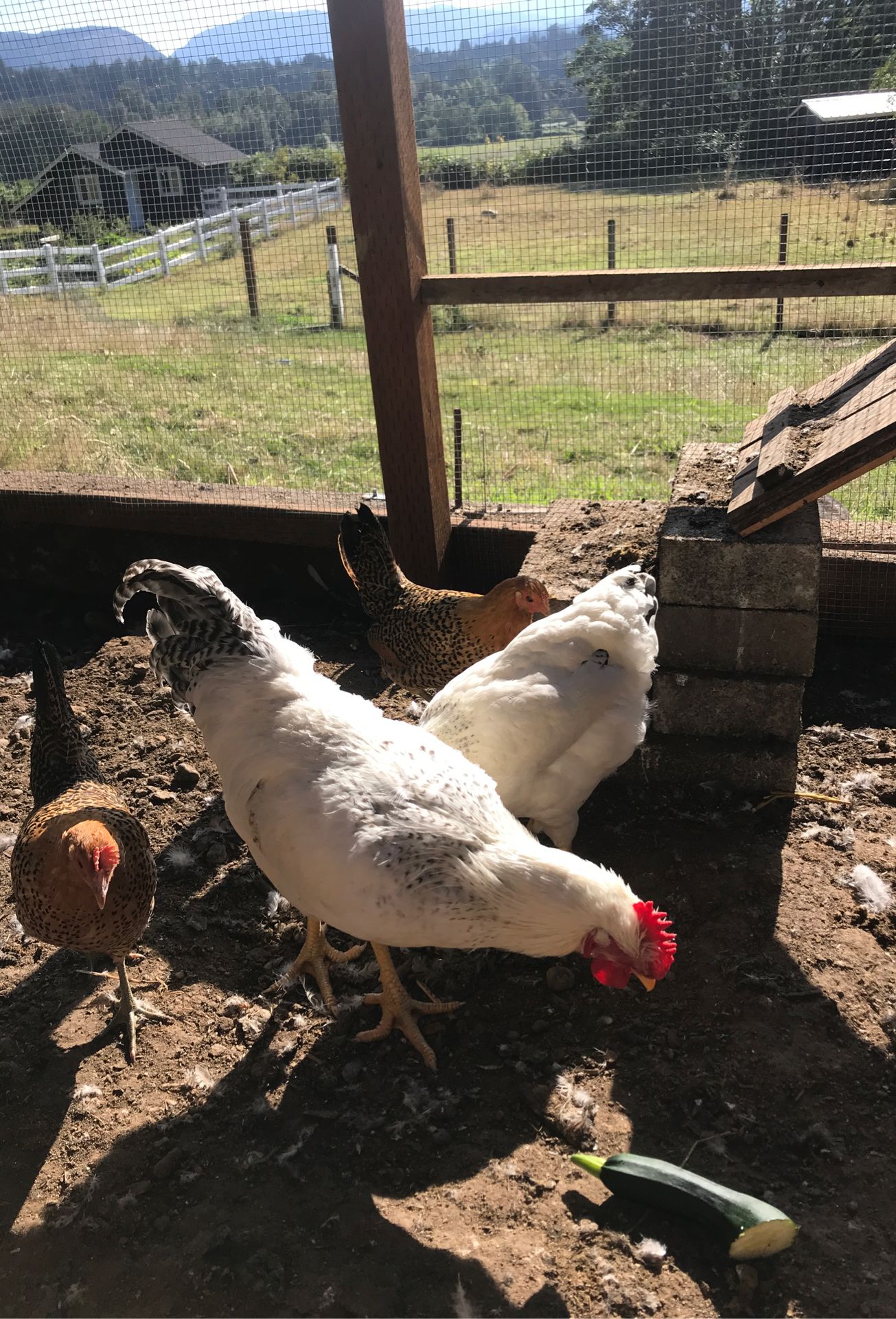 Delaware rooster