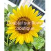 CostalsunflowerBoutique