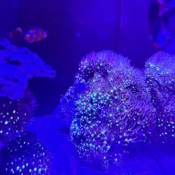 Fake coral decoration huge Clove / Glove Polyps live rock