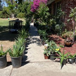 Plants For Sale