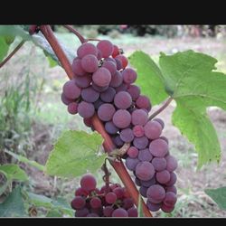 Red Grape Self Pollinating Fully Grown Seedling Plant Free Yellow Iris 2 Gallon