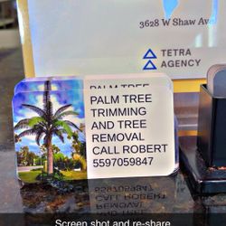 Palm Tree Trimming 