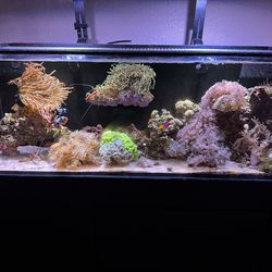 30 gallon AIO