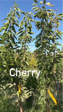 Fruit trees for sale