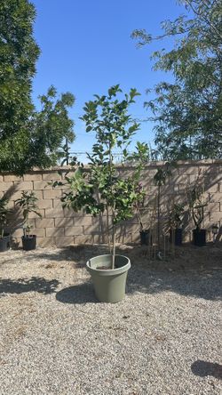 8’ Organic Eureka Lemon Tree