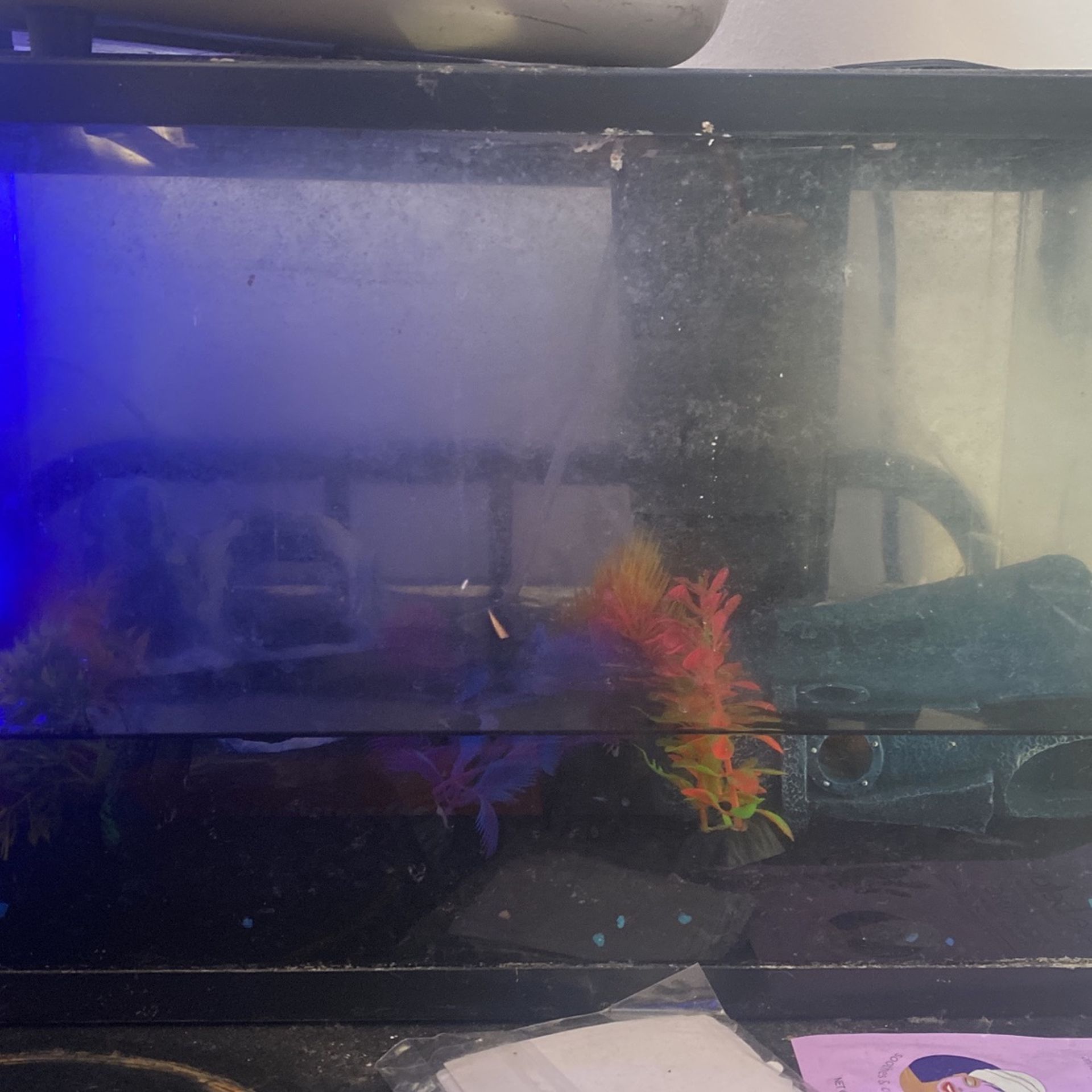 5 gallon fish tank with accessories and fish