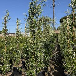 Star Jasmine Hedge/vine