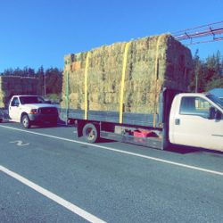 2nd  Cutting Alfalfa 