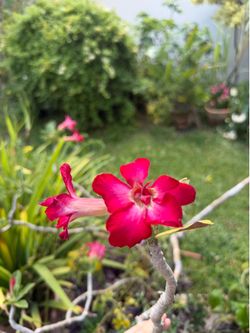 Desert Rose Flower 🌹