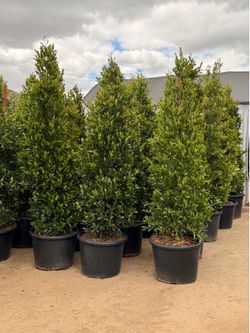 Fast privacy Carolina cherry shrubs 8 feet when planted 25 gal