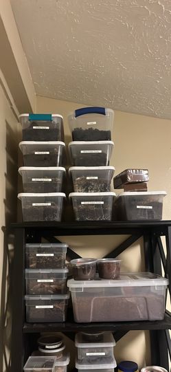 Isopod “toys”