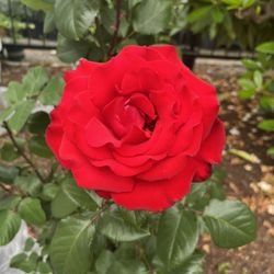 Red Bright Rose Starter Last One Plant Flower 