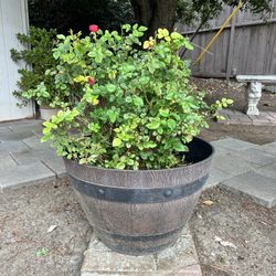 Red Rose Bush in Pot