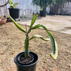 Dragon fruit plant- Palora Yellow-mature rooted around 20inches 