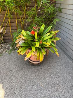 Outdoor Plants - potted with stand