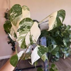 High White Monstera Albo