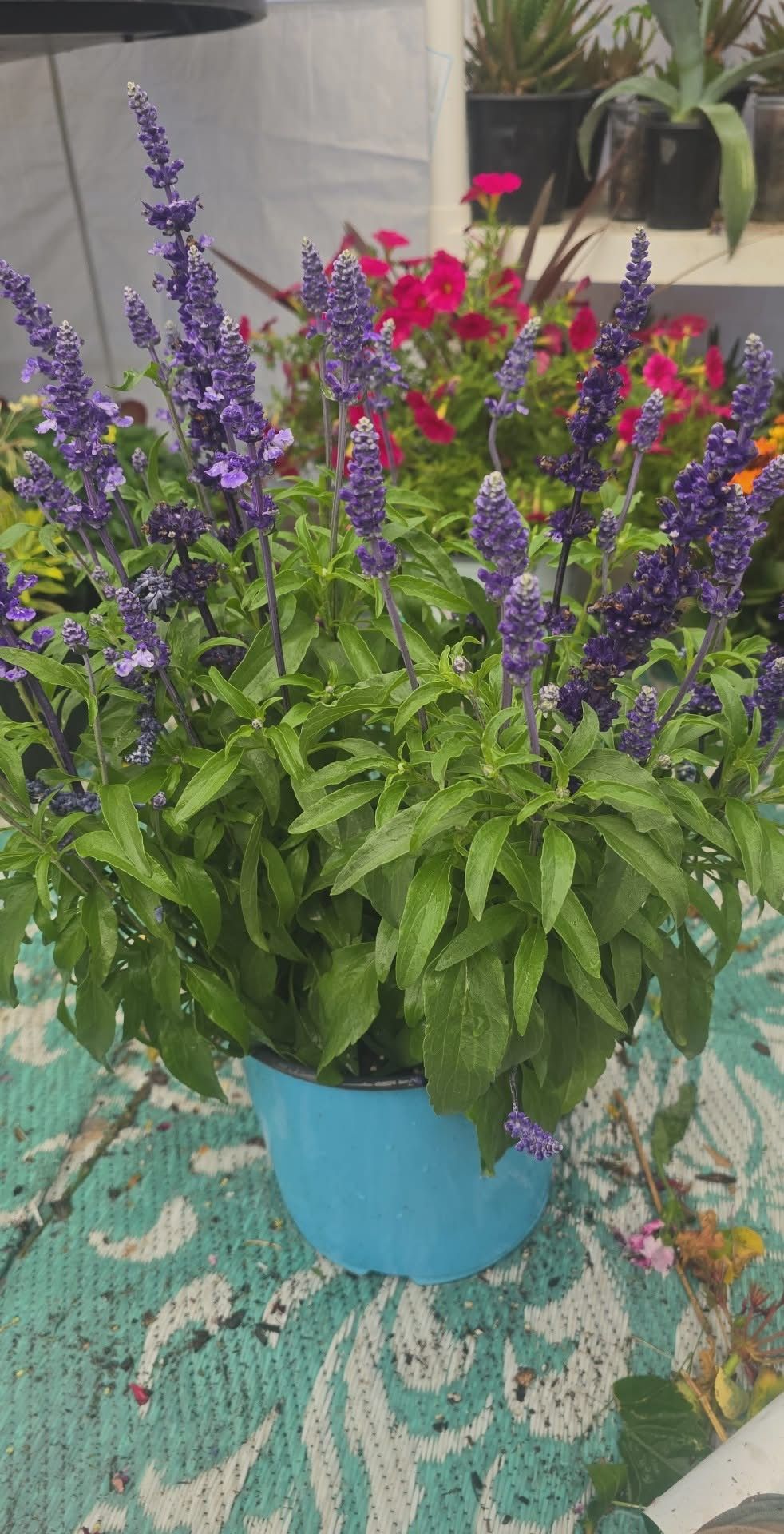 Big purple plant
