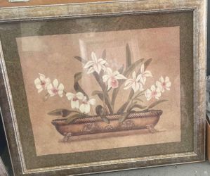 Orchid Frames