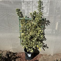 Japanese Spindle Tree