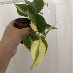 Beautiful Philodendron Rio Sport Plant