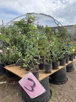 1gal Roses Closing Sale 