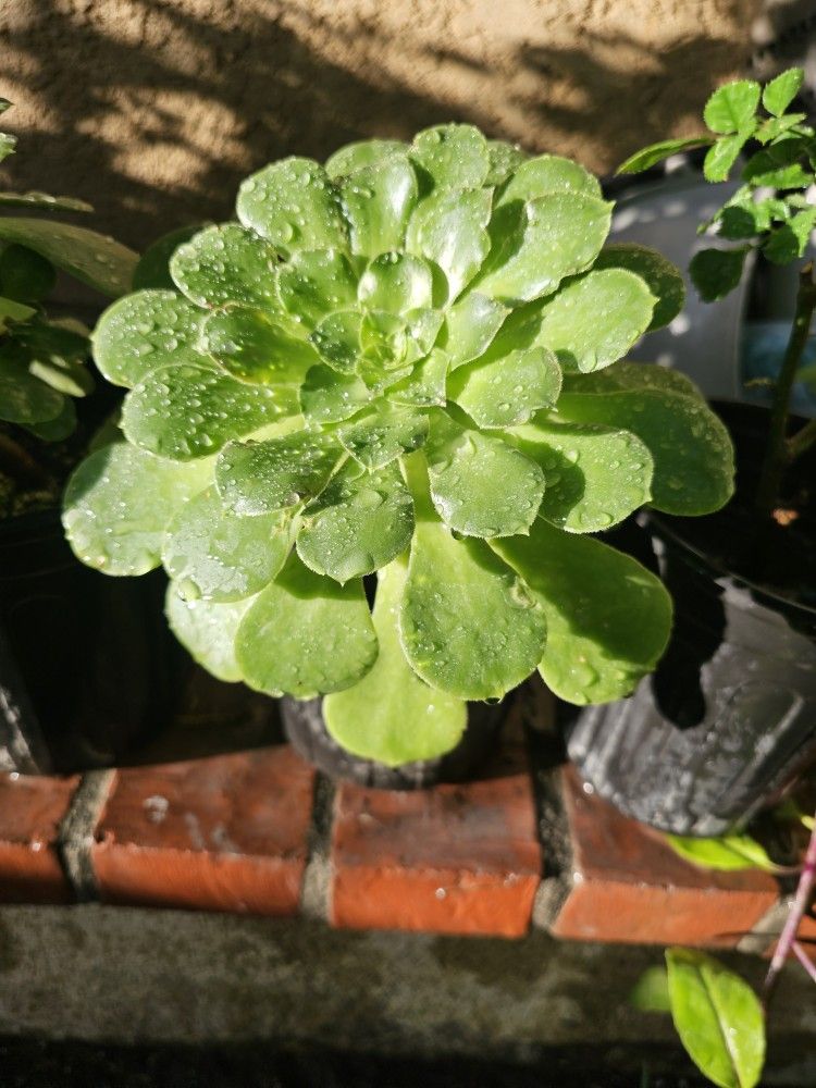 Plant