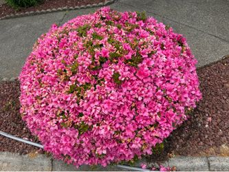 Free Azalea plant with pink flowers