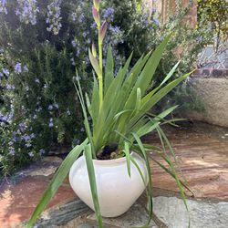 Purple Iris Plant In Vintage Pot