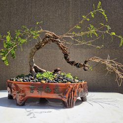 Old Operculicarya Decaryi Bonsai Tree 