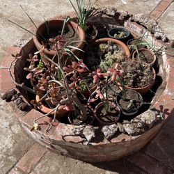 Plants Succulents Cactus Clay Pots Soil