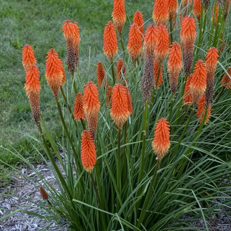Red Hot Pokers
