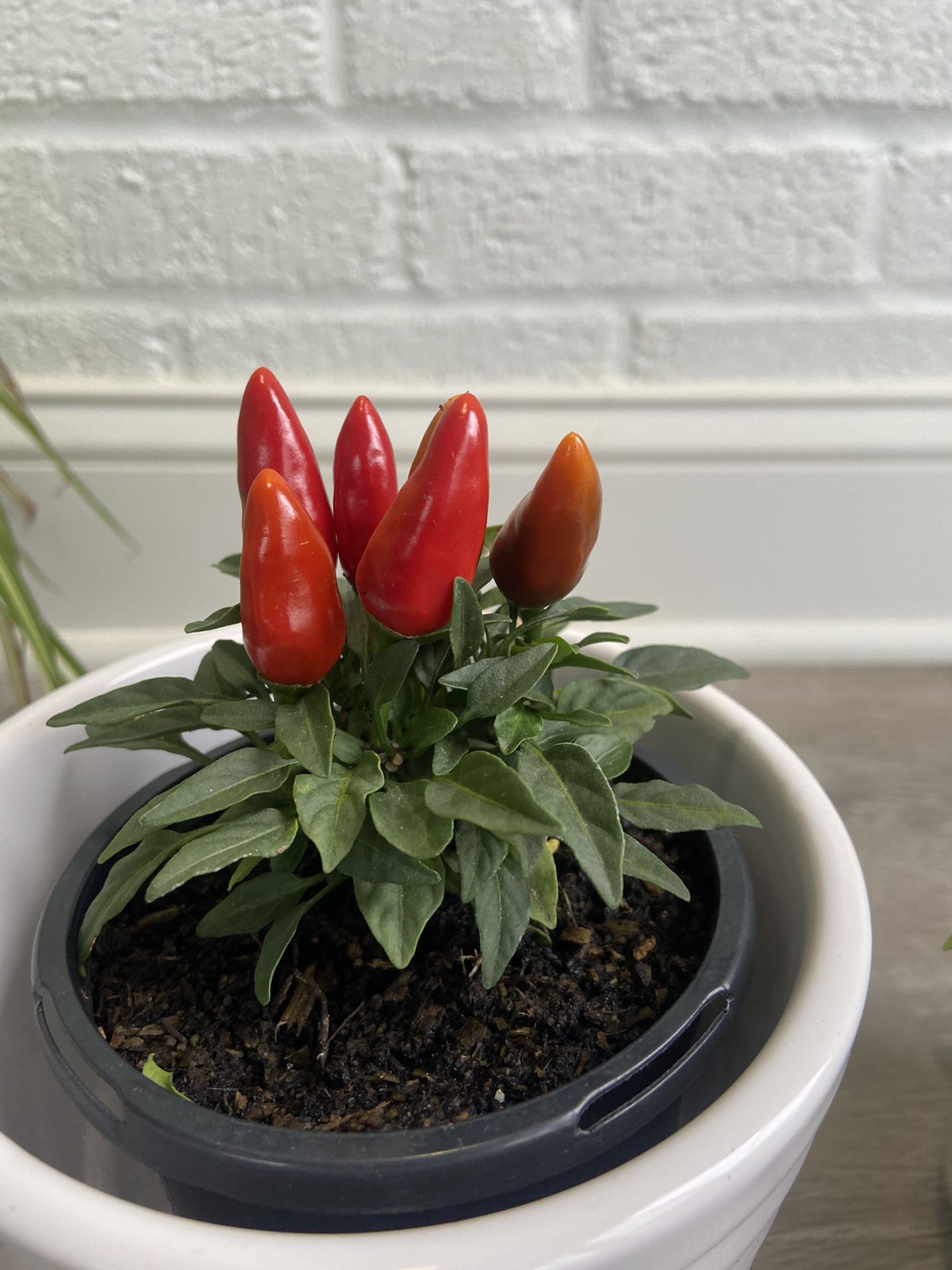 Indoor ornamental peppers