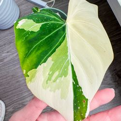 Philodendron Gloriosum Type 2 Variegated