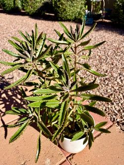 Kalanchoe Succulent/Mother of Thousands